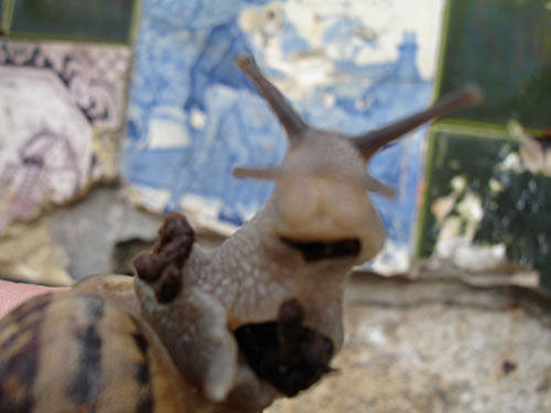 Smiling Snail in Killiney