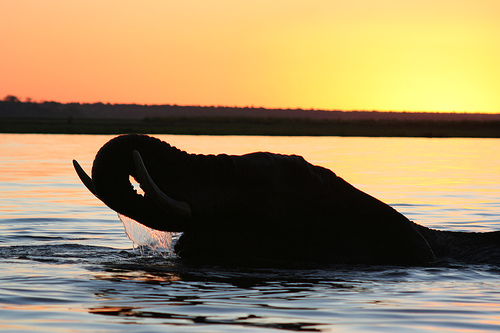 Elephant Sunset in Botswana