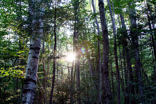Birch Trees of the Pemigewassett Wilderness
