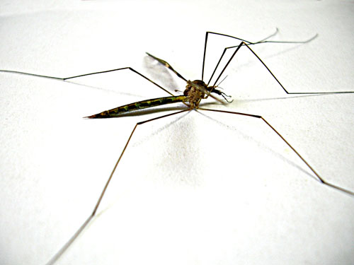 Mosquito Closeup