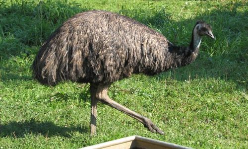 2009-09-28-vb-emu