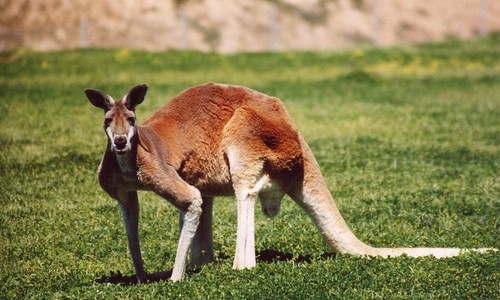2009-10-05-vb-kangaroo