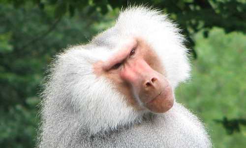 2009-11-30 VB - Baboon 2009-11-30 VB - Baboon