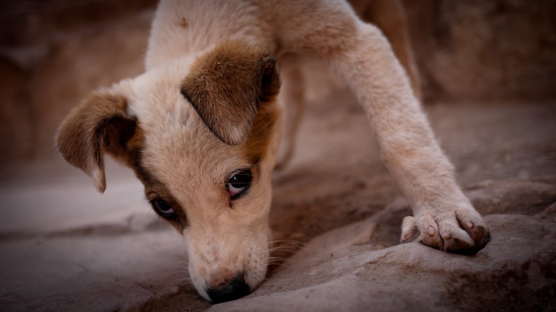 A lone puppy looks coyly at the camera in Petra, Jordan