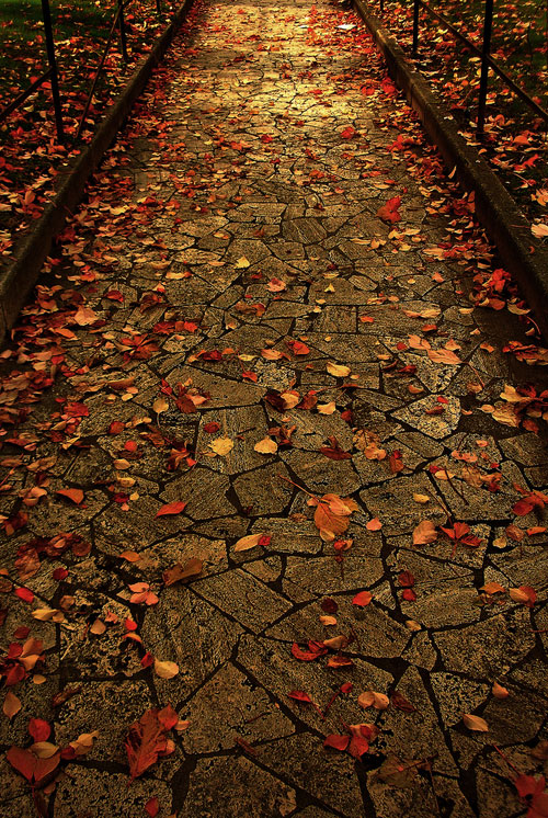 Autumn Leaves, Rome