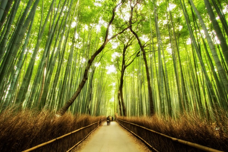 The Bamboo Forest Trail in Kyoto, Japan