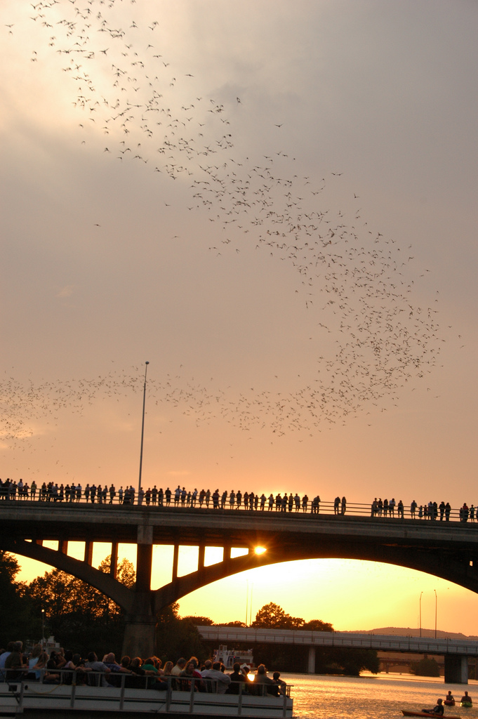 Bats Over Congress Street Bridge, Austin, Texas