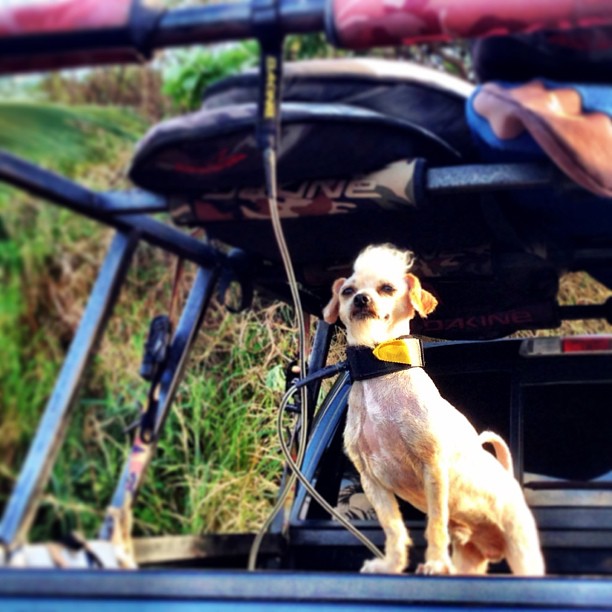 Beach Dog Searching for the perfect wave at Ho'okipa State Park, Maui, Hawaii Beach Dog Searching for the perfect wave at Ho'okipa State Park, Maui, Hawaii