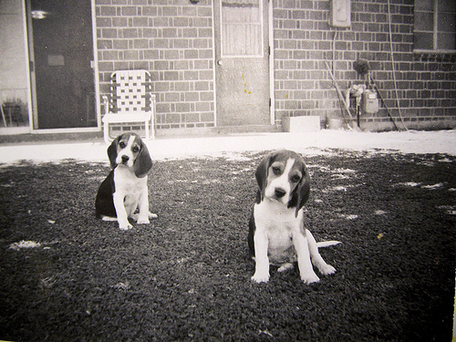 Two Beagles, Phoenix