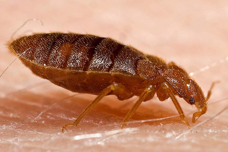 Adult Bed Bug (closeup)