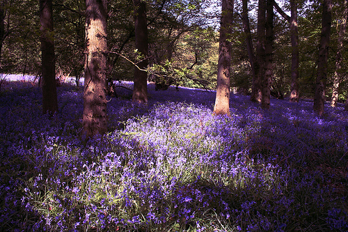 A Walk Among Bluebells, England