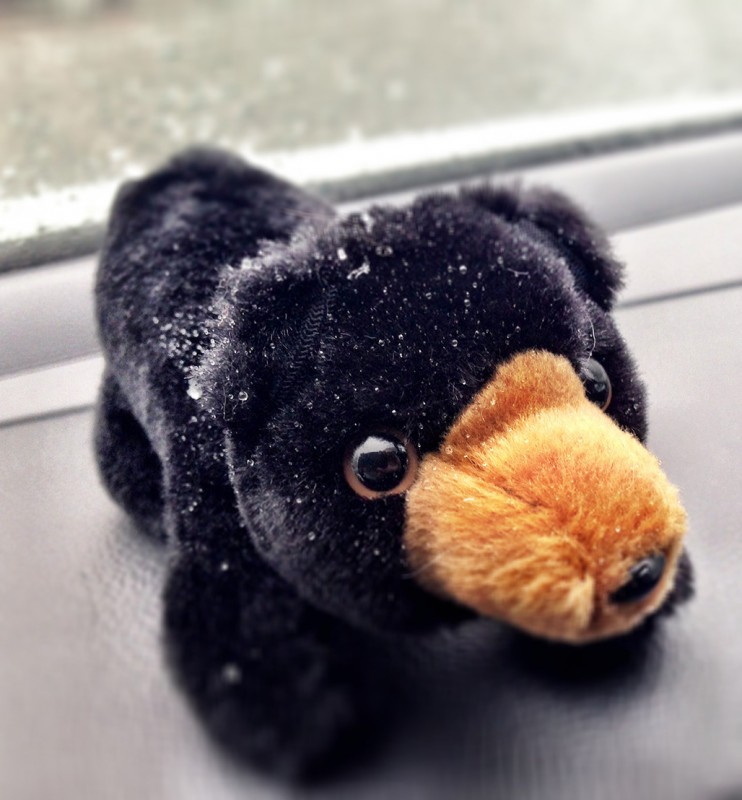 Boo-Boo Black Bear (travel mascot) in Mammoth Lakes, California