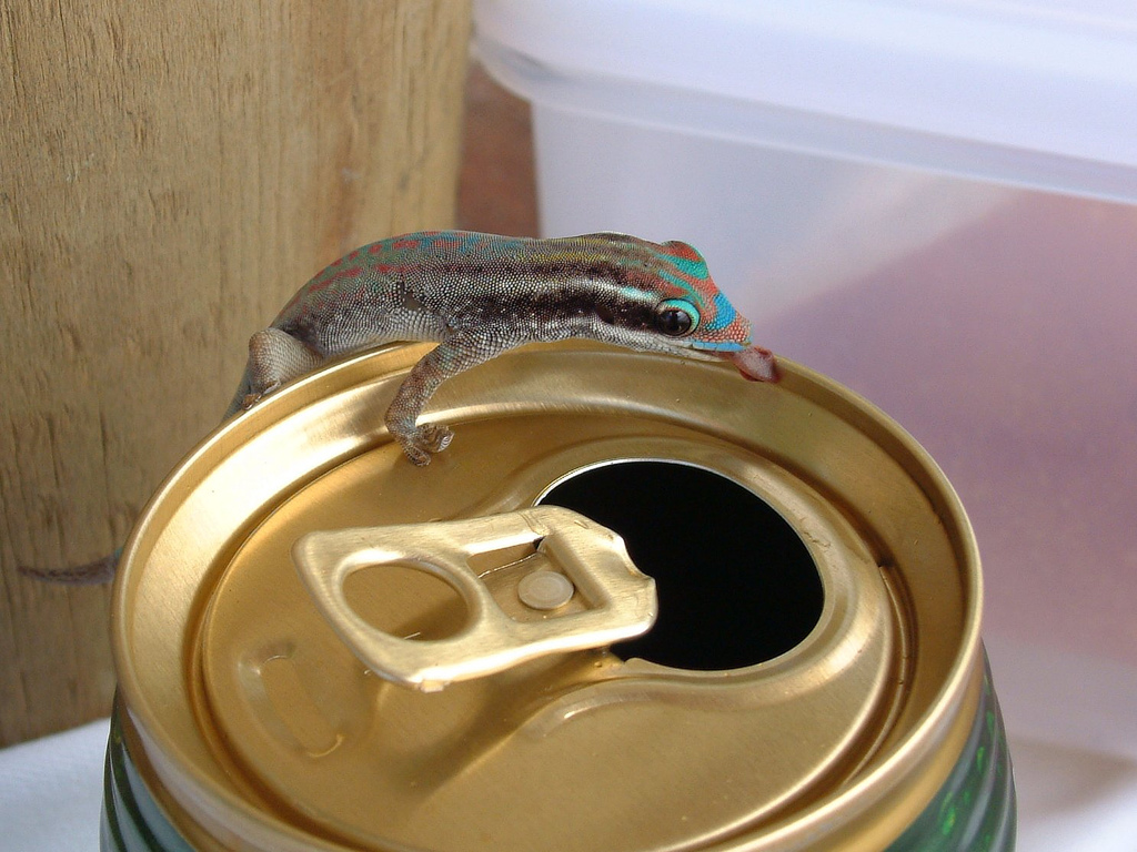 One Boozy Gecko, Mauritius