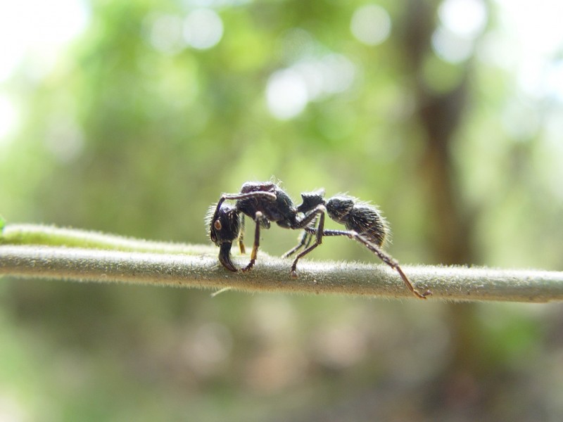 Bullet Ant, Costa Rica