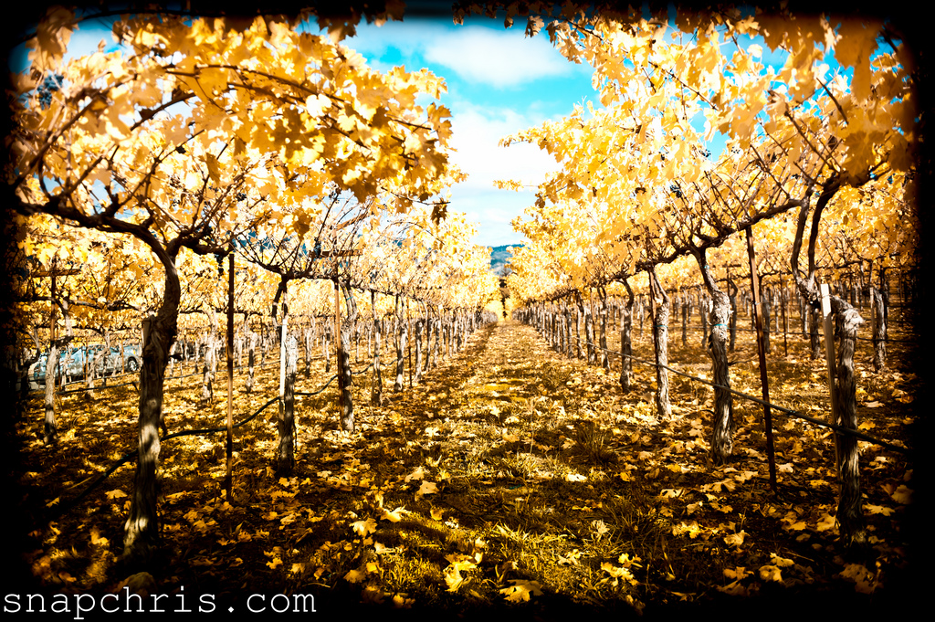 Napa Vineyards in Autumn, California