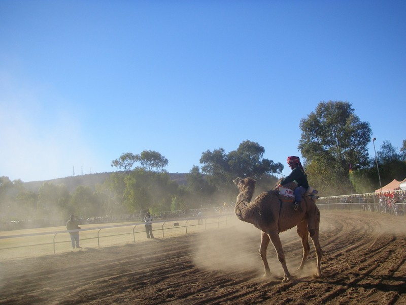 Camel Cup in Alice Springs, Australia
