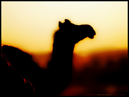 Camel in Silhouette