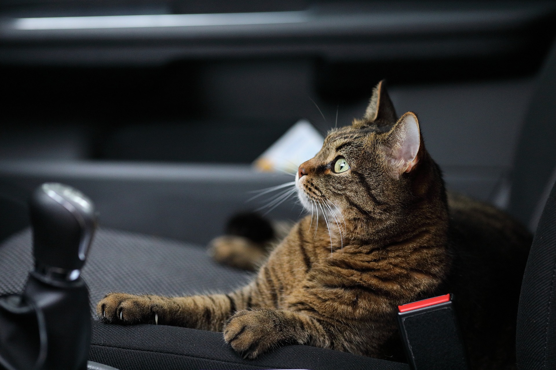 How to Travel with a Cat in a Car Long Distance (with a Litter Box)