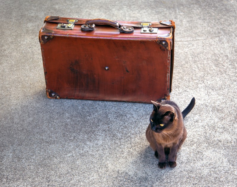 Cat standing next to antique suitcase