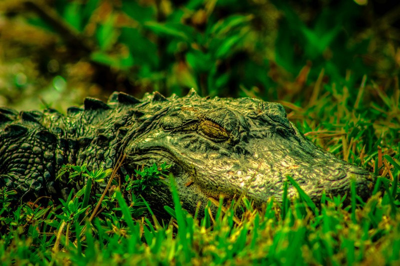 Closeup of alligator in Florida Everglades