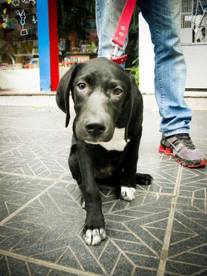 Black Puppy (closeup) Black Puppy (closeup)