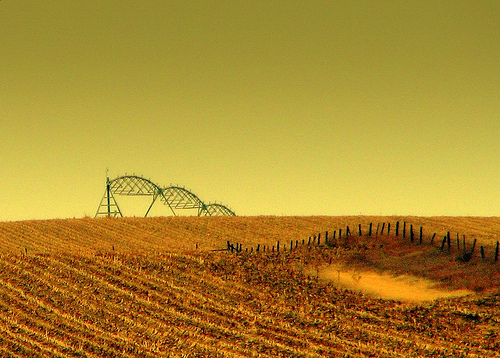 Corn field in Nebraska, shot against a golden sky