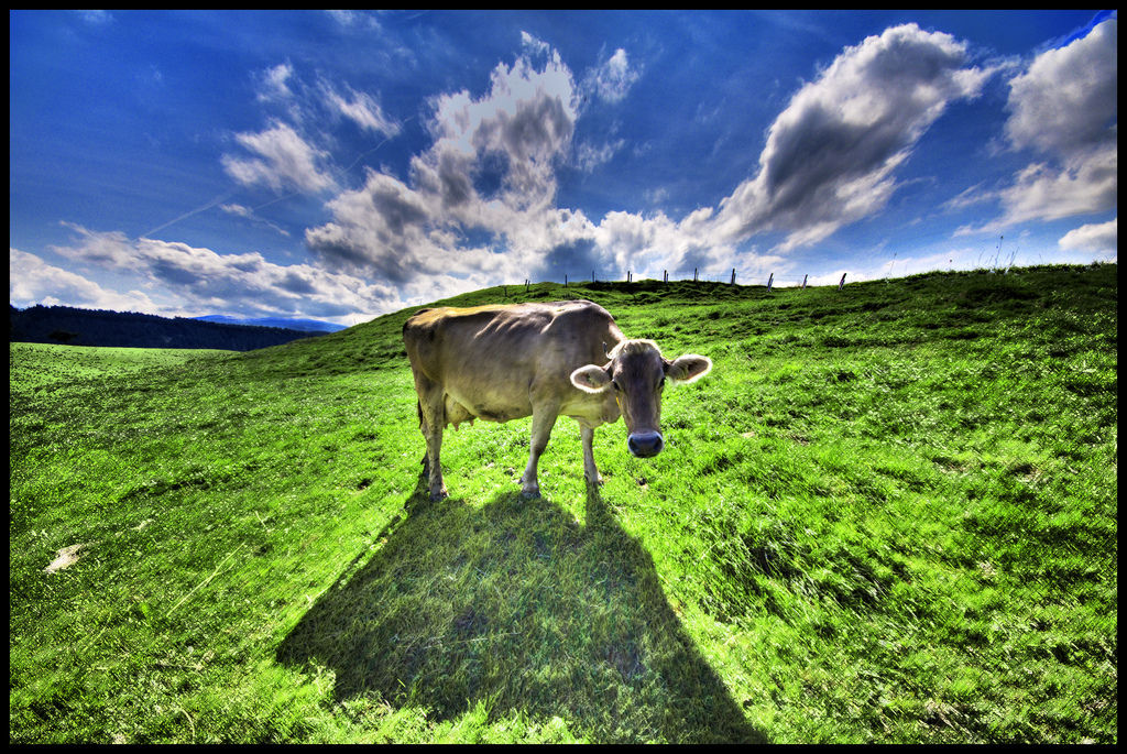 Cow in a bright green pasture, Switzerland