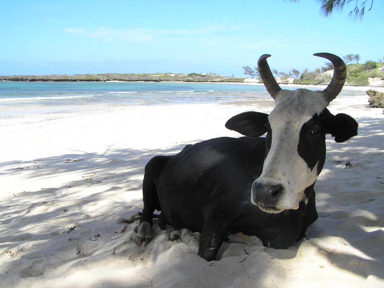 Cow on the beach in Madagascar