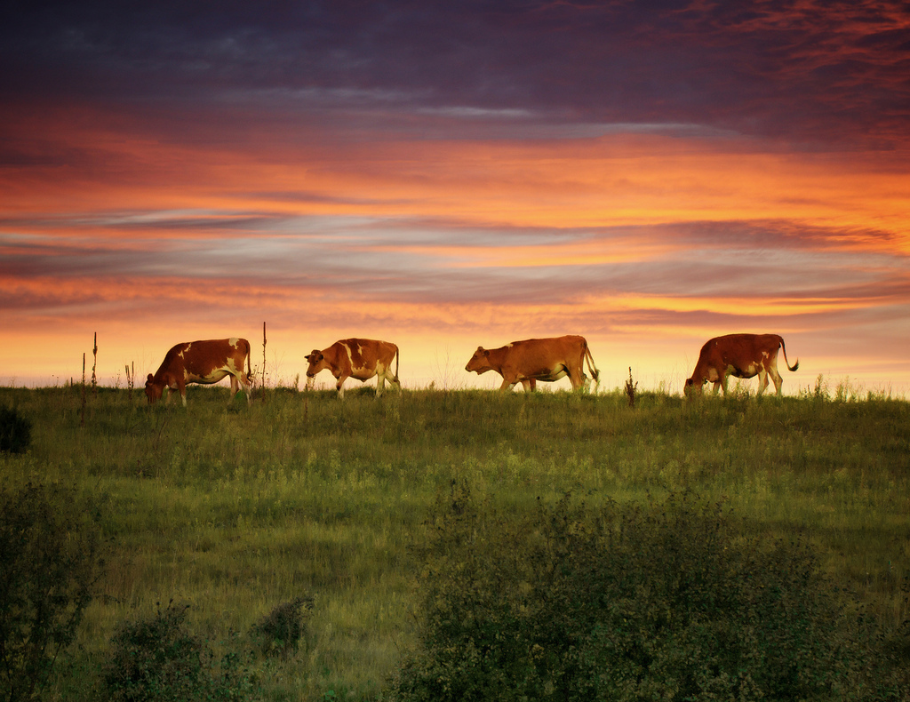 Line of cows in a field, Wisconsin