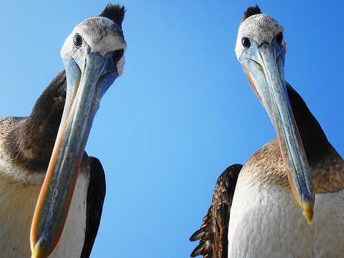Quite Curious Pelicans, Chile