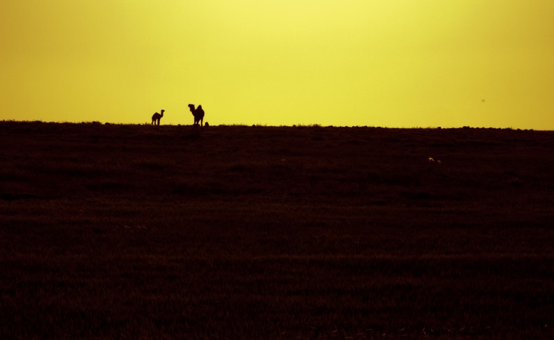 A mother and baby camel atop a hill in silhouette