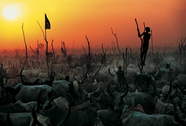 Dinka Herds - Majestic Lyre Shaped Horns Dinka Herds - Majestic Lyre Shaped Horns