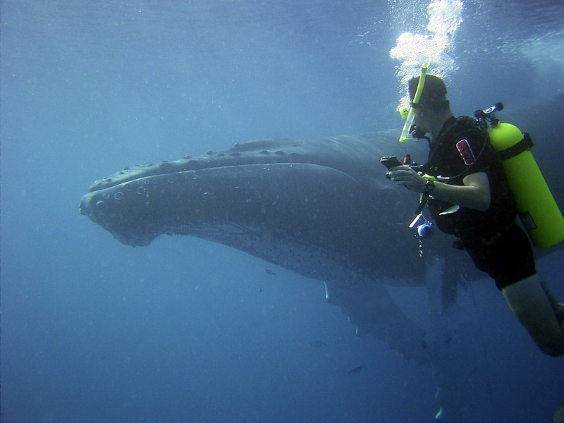 Diving with Humpback Whale in Dominican Republic
