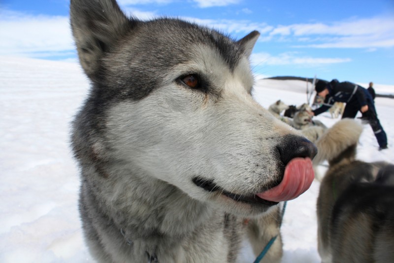 Dog Sledding with Greenlandic Huskies, Iceland