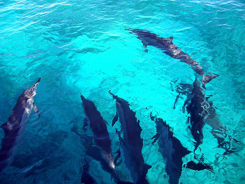 Dolphins in the Open Ocean, Hawaii