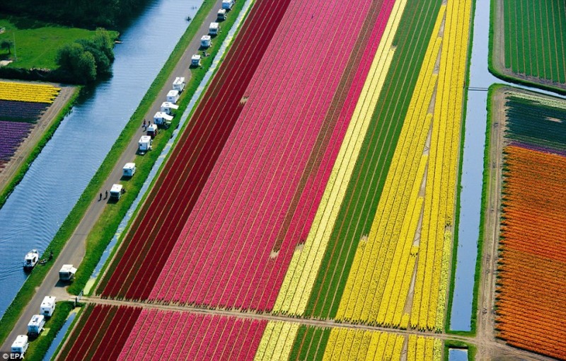 Aerial view of dutch tulip fields