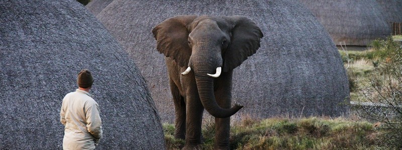 Elephant at Kwena Lodge, Gondwana Game Reserve, South Africa