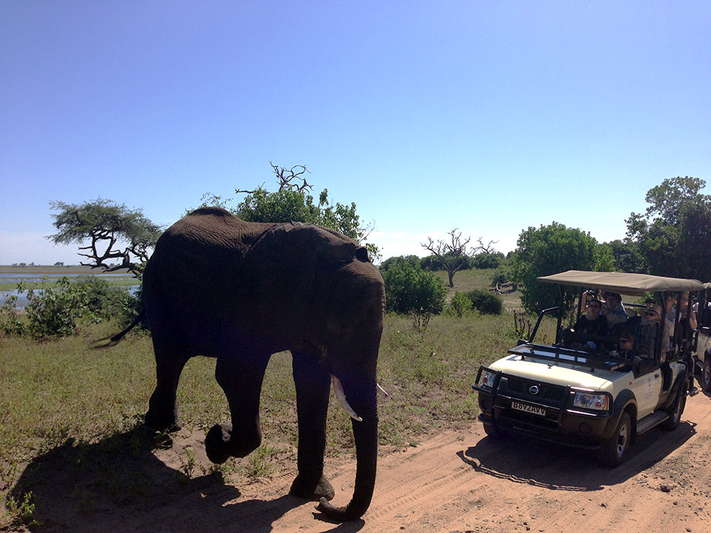 Elephant Crossing in Chobe National Park, Botswana