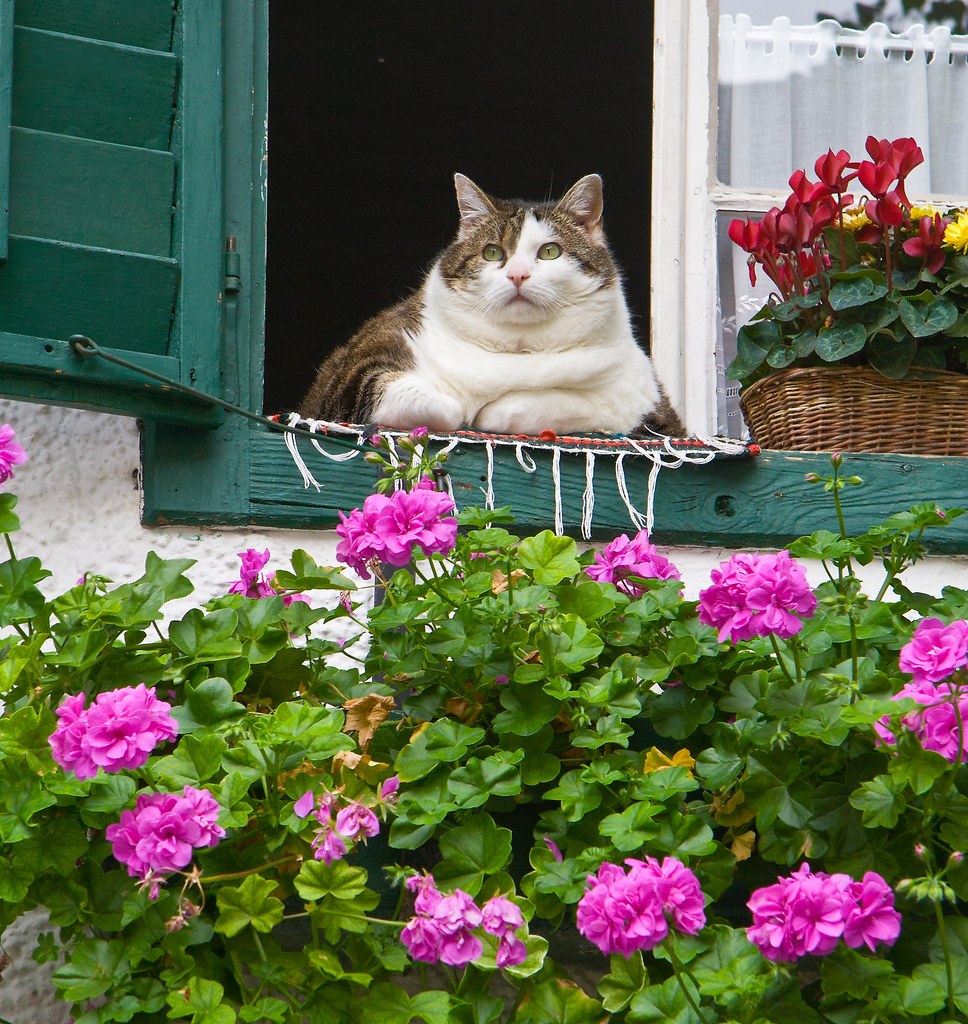 The Fat Cat of Salzburg, Austria