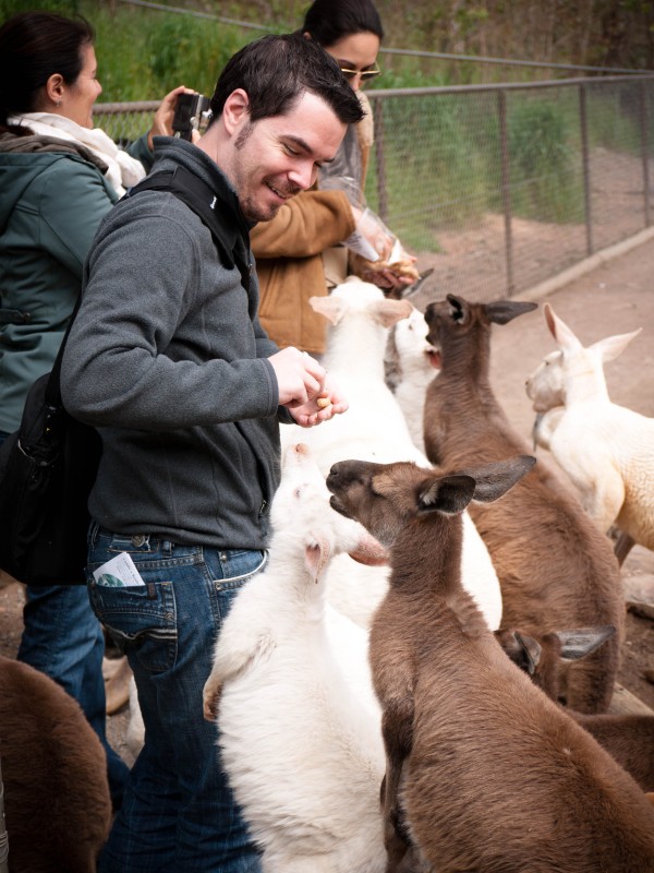 Exploring the Barossa 200 Kangaroos, 3 Wineries and a Koala in South Australia's Illustrious