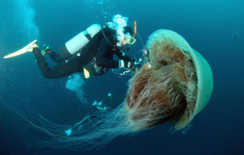 Giant Jellyfish Invade Japan