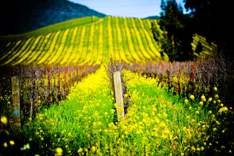 Among the Grape Vines, Napa, California Among the Grape Vines, Napa, California