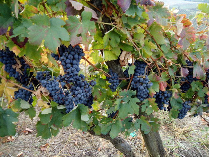 Grapes on the Vine, Italy
