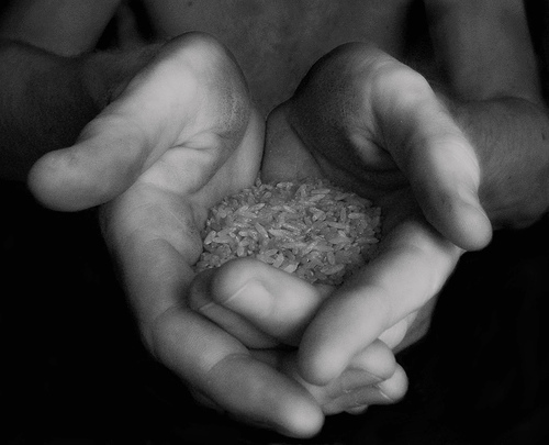 Hand holding rice (closeup black and white)