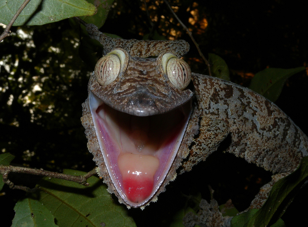 Giant Leaf-tailed Gecko, Nosy Mangabe, Madagascar, Africa