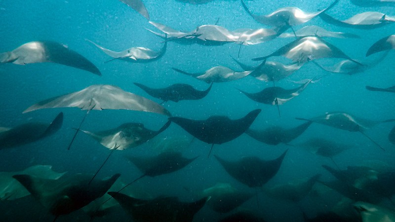 Huge Stingrays in Galapagos National Park