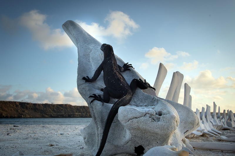 An Iguana on a Whale Skull in Galapagos National Park