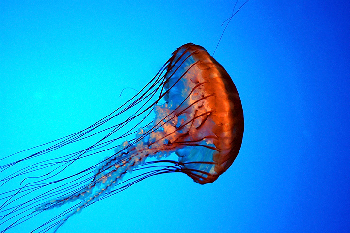 Jellyfish at Boston Aquarium
