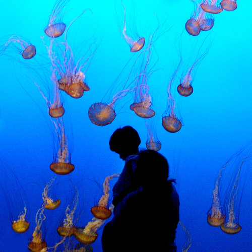 People observing jellyfish swarm at aquarium in Monterey, California