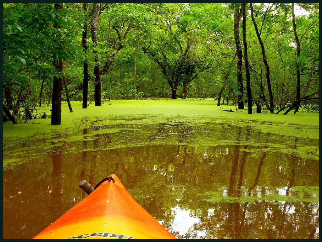 Kayaking green swamp in Oklahoma